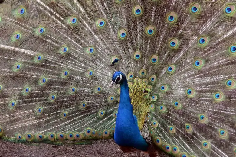 Riga Zoo